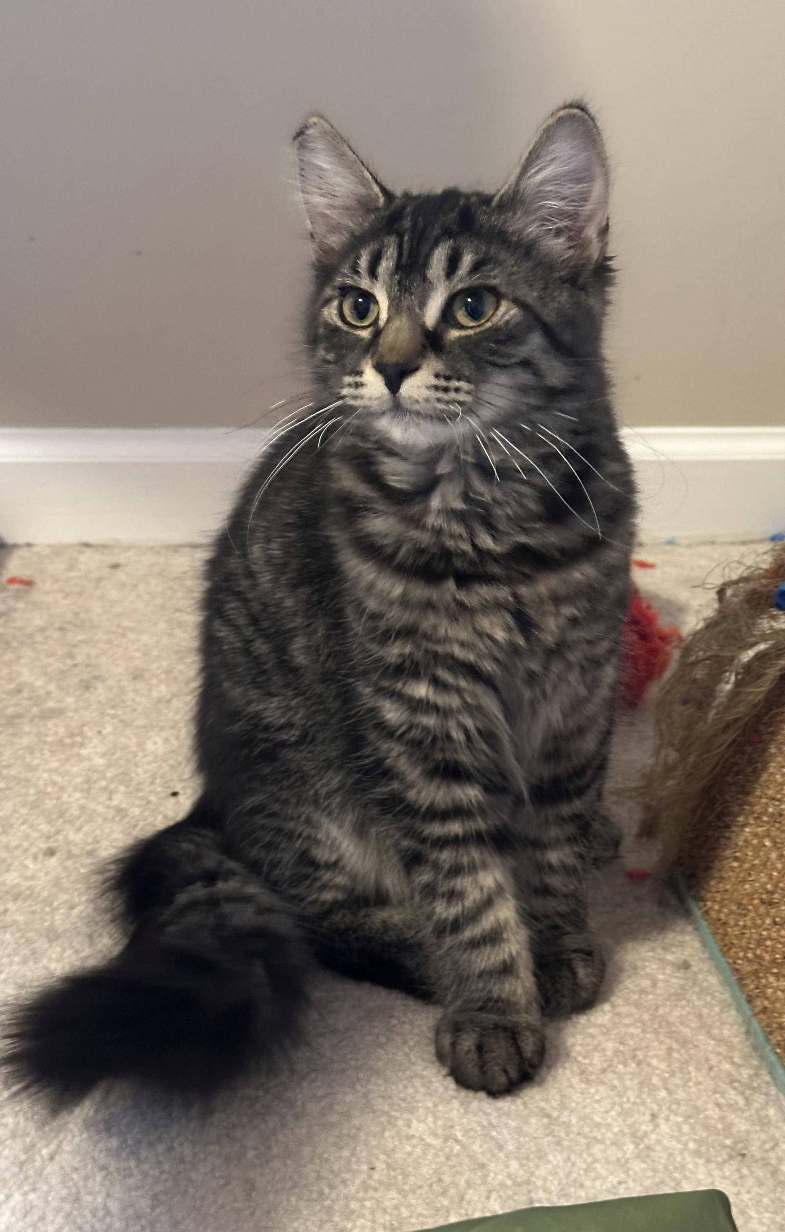 Enlarge Dg Litter Zeta, a Adoptable Domestic Long Hair in Livonia, MI image 3/3