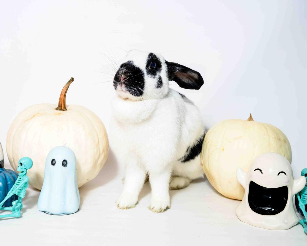 Domino, Adoptable, Adult Female Checkered Giant.