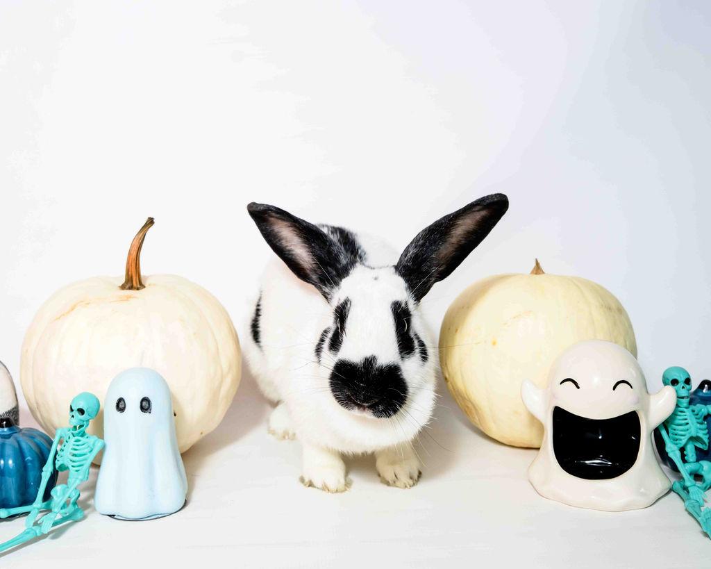 Domino, a Adoptable Checkered Giant in Jefferson, LA image 2/2