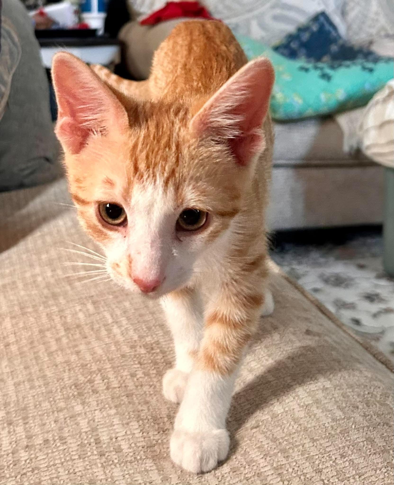 Steven Tyler, ADOPTABLE, Kitten Male Domestic Short Hair.