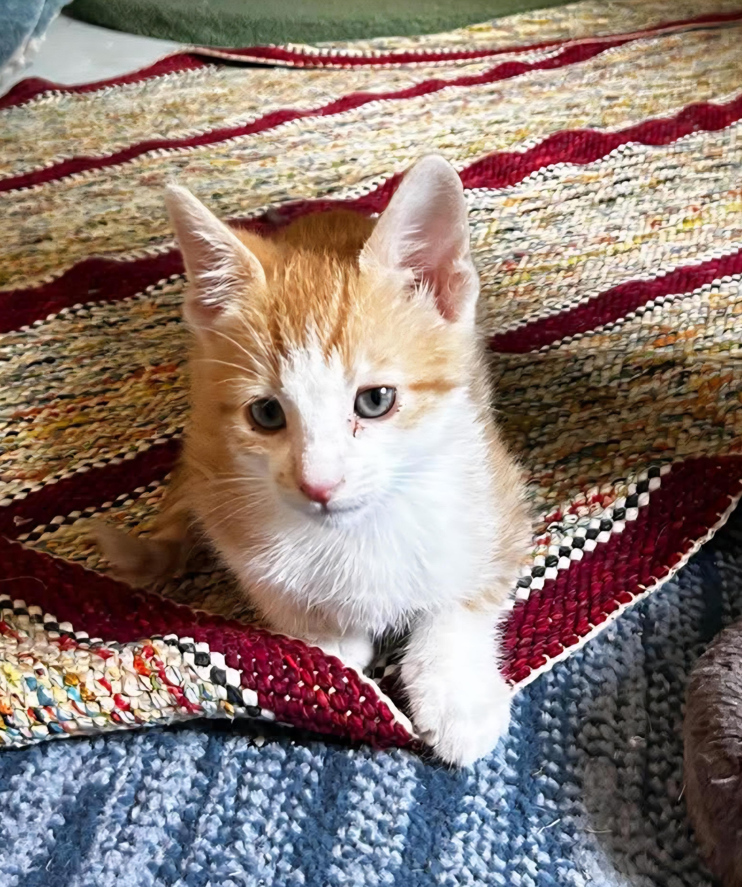 Steven Tyler, a ADOPTABLE Domestic Short Hair in Bloomsdale, MO image 3/4