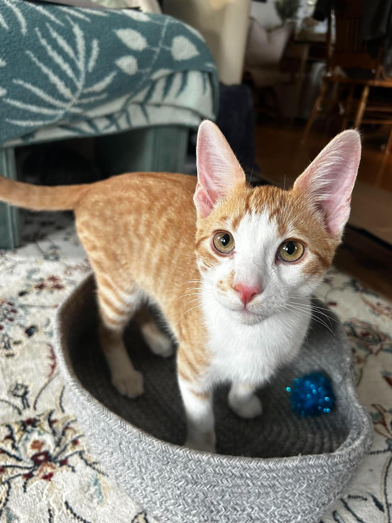 Steven Tyler, ADOPTABLE, Kitten Male Domestic Short Hair.