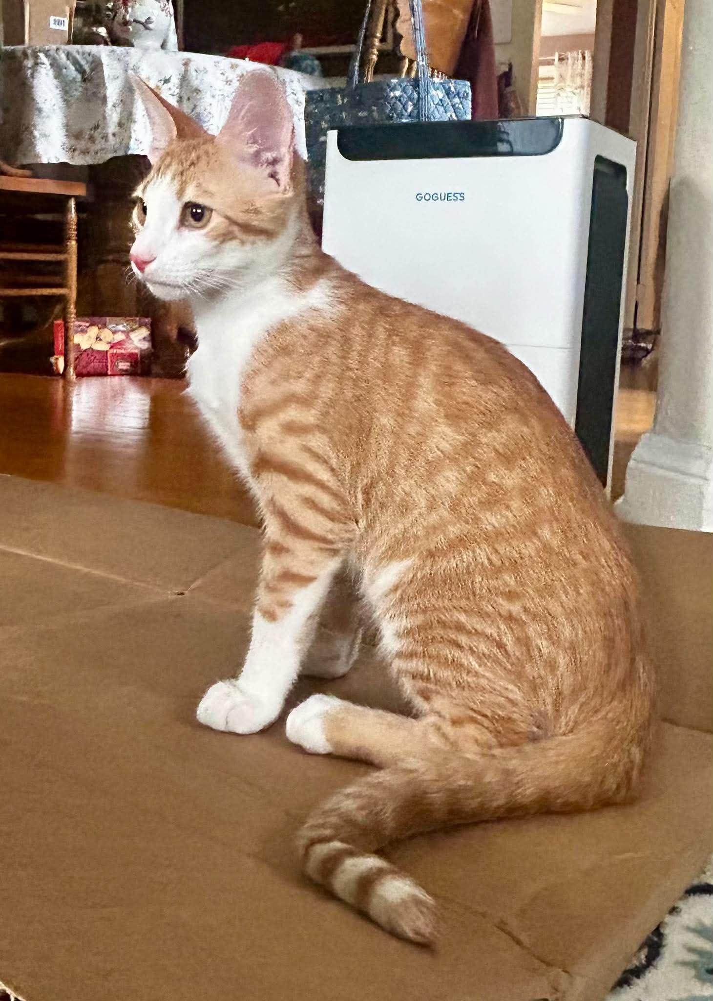 Steven Tyler, a ADOPTABLE Domestic Short Hair in Bloomsdale, MO image 2/5