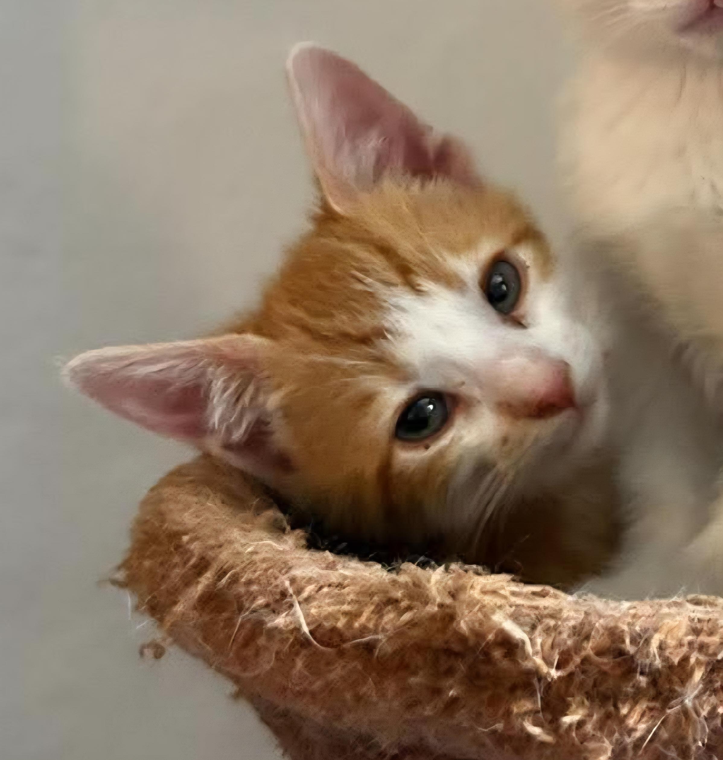 Steven Tyler, a ADOPTABLE Domestic Short Hair in Bloomsdale, MO image 4/4