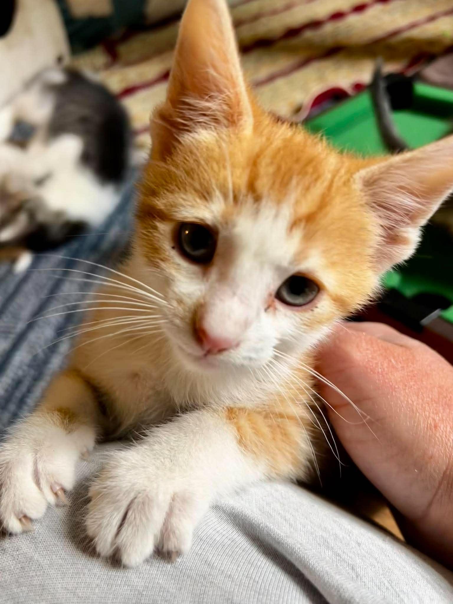 Steven Tyler, a ADOPTABLE Domestic Short Hair in Bloomsdale, MO image 2/4