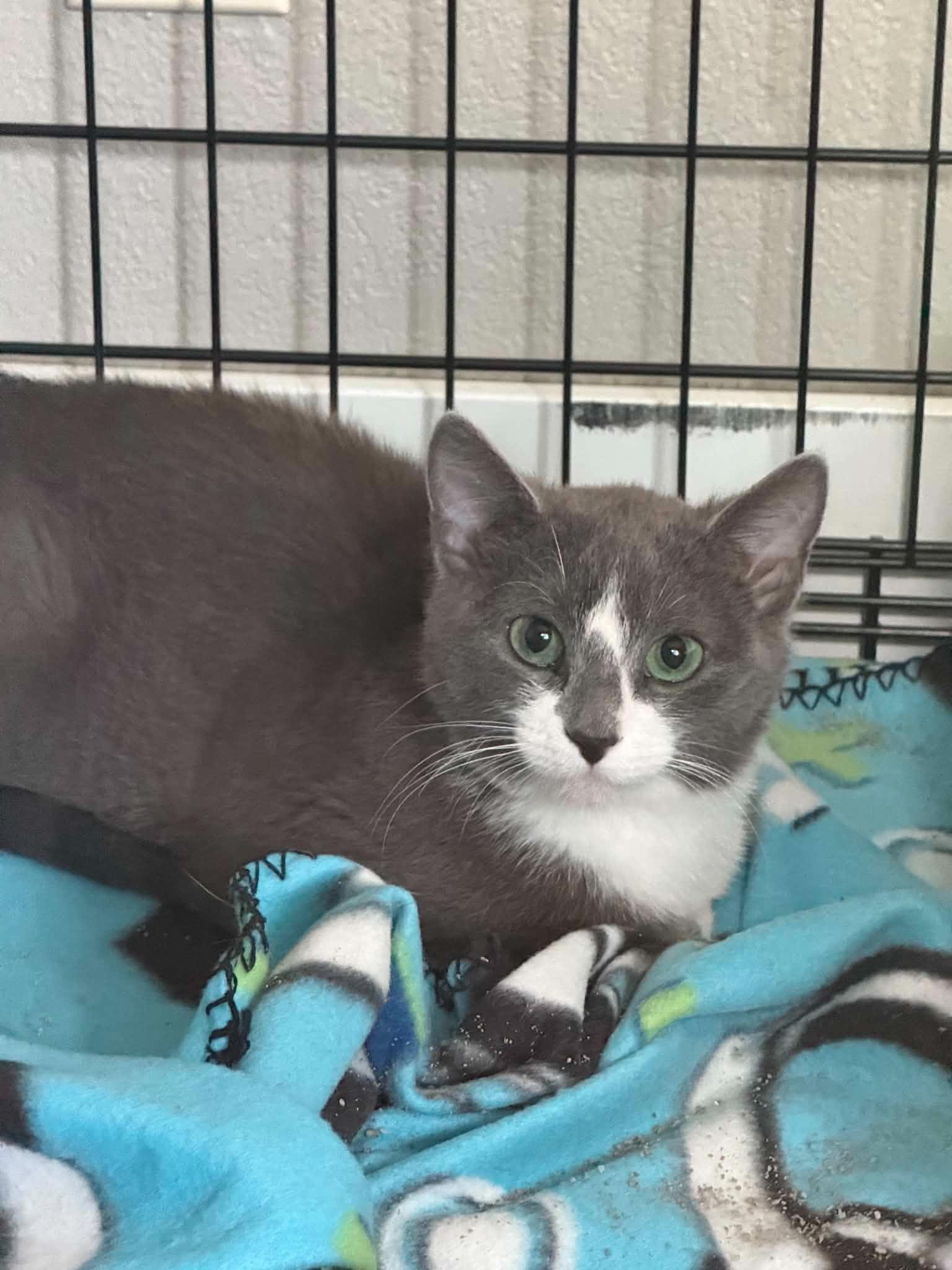Pip, Adopted, Kitten Male Domestic Short Hair.