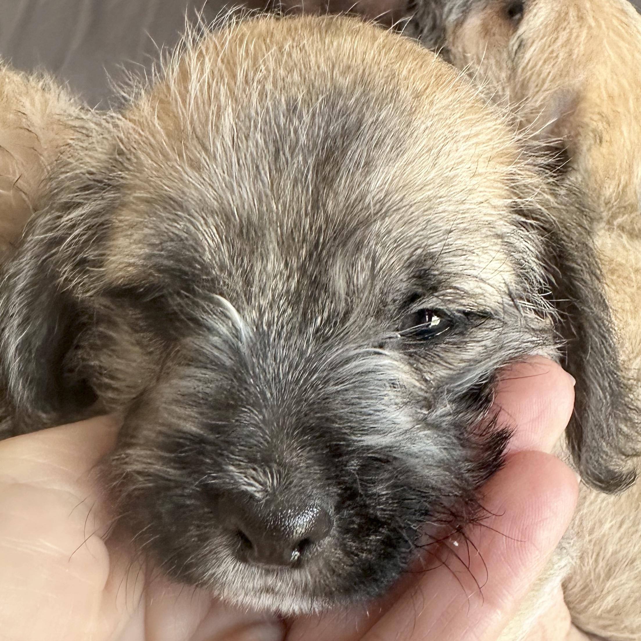 Chucky, a Adoptable mixed breed in Sun Valley, CA image 4/6