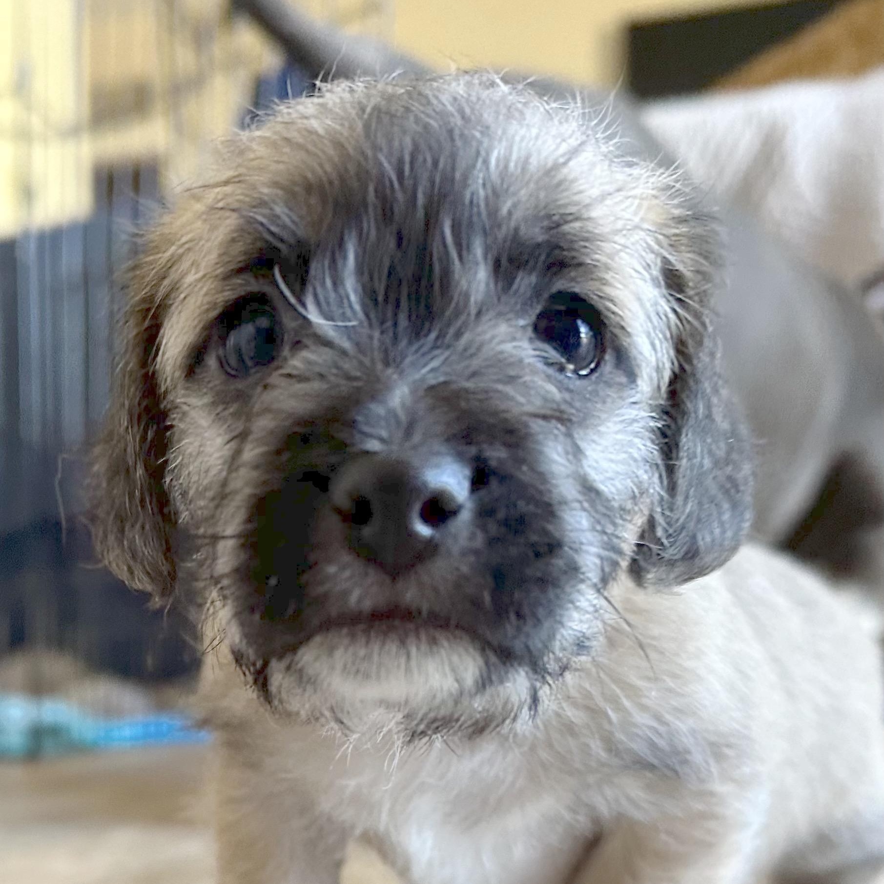 Chucky, Adoptable, Puppy Male Poodle & Shih Tzu.