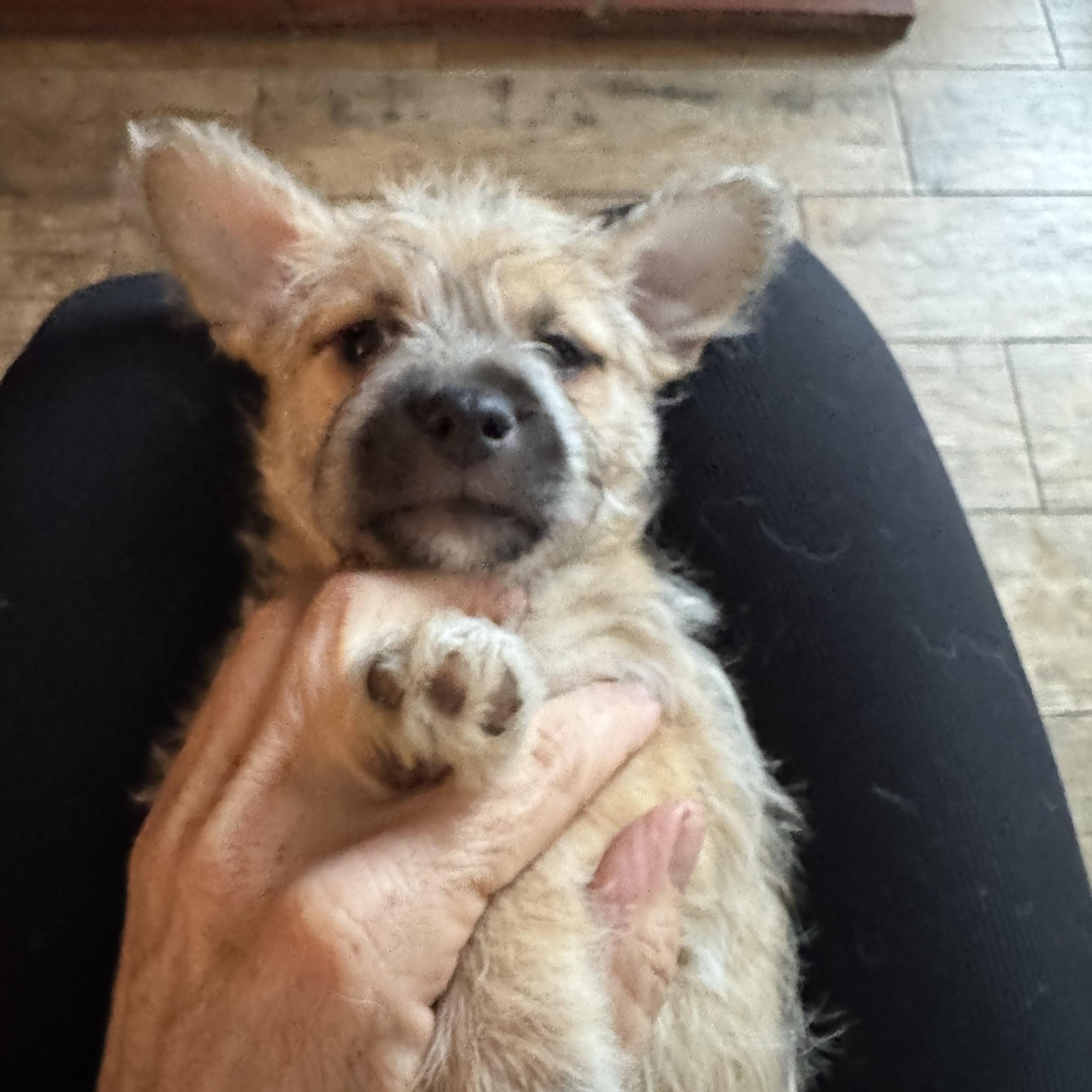 Chucky, a Adoptable mixed breed in Sun Valley, CA image 2/6