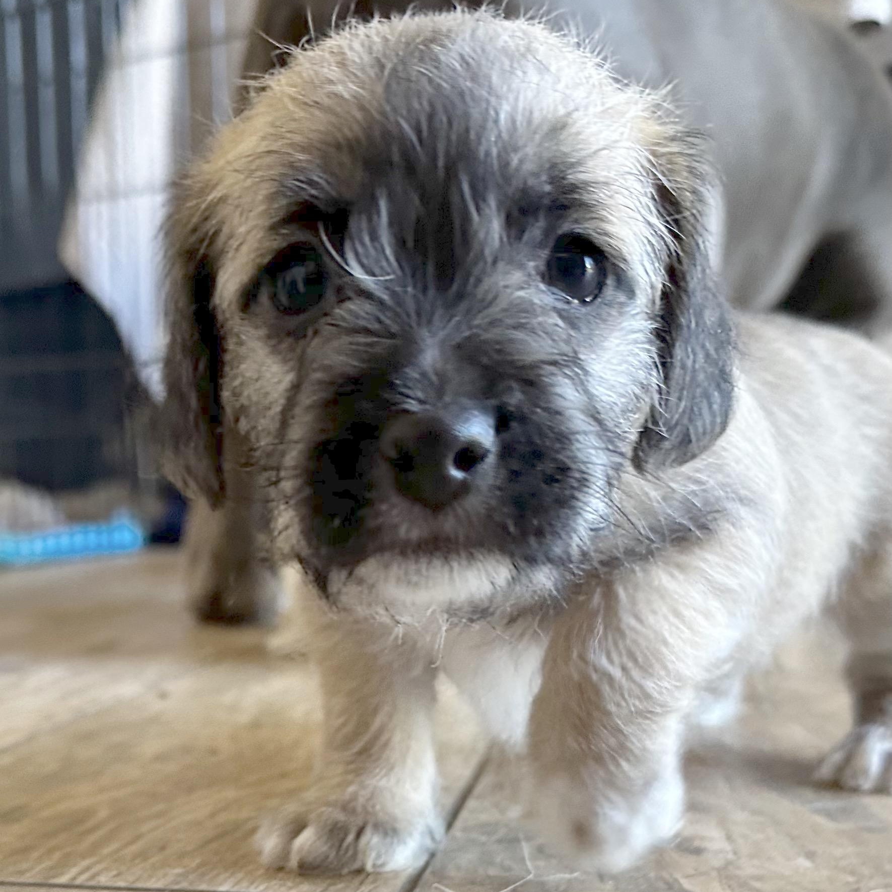 Chucky, a Adoptable mixed breed in Sun Valley, CA image 5/6