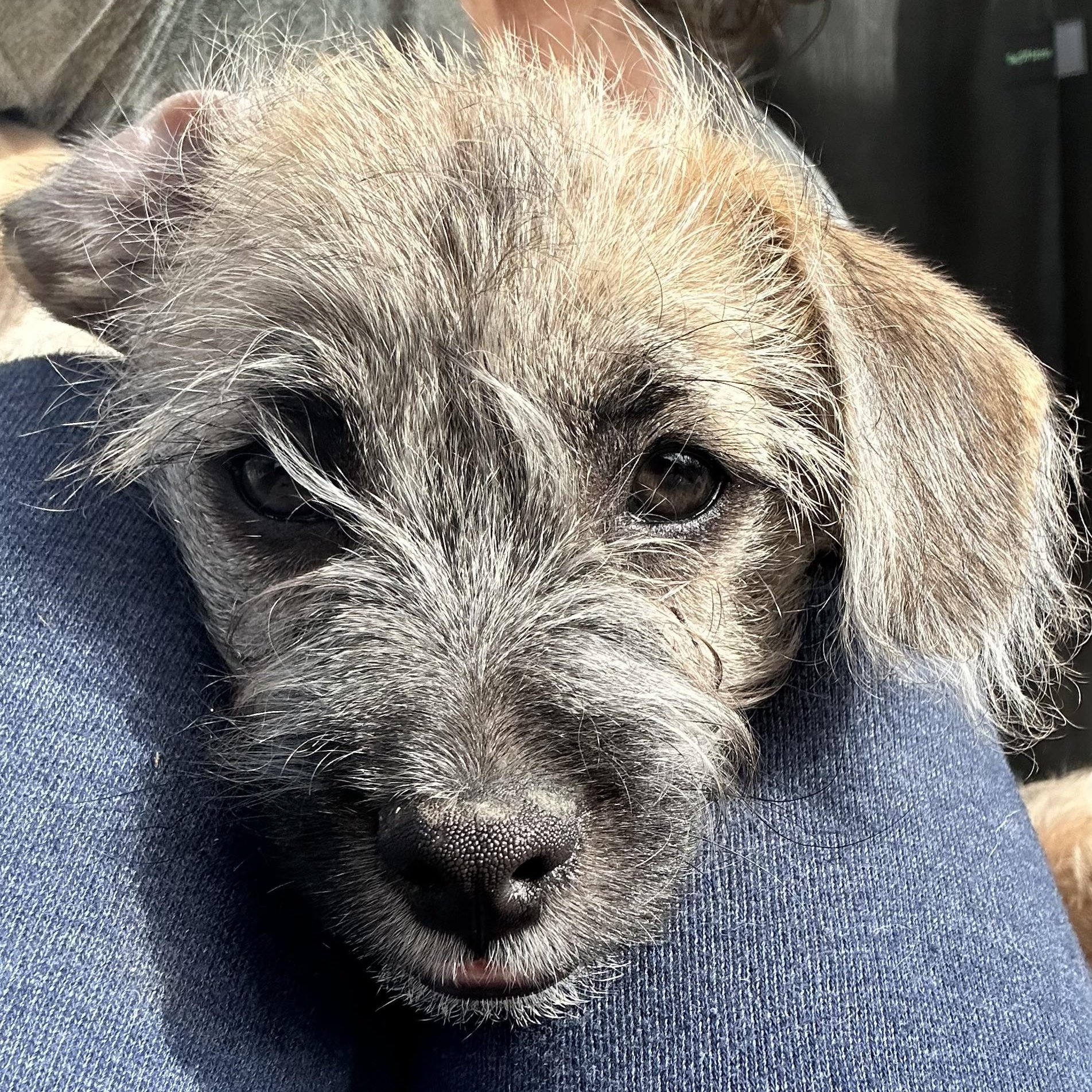 Enlarge Chucky, a Adoptable mixed breed in Sun Valley, CA image 4/6