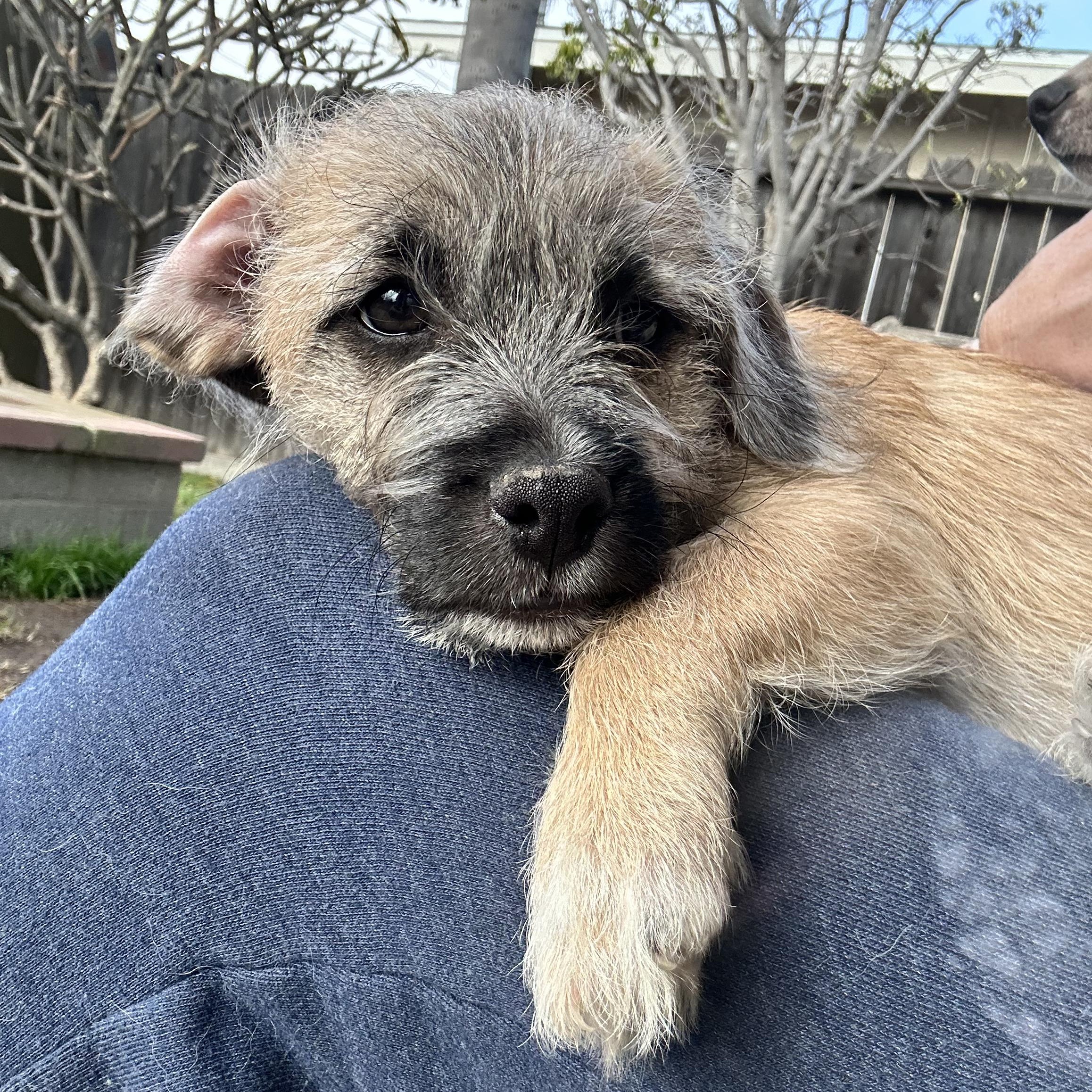Enlarge Chucky, a Adoptable mixed breed in Sun Valley, CA image 5/6