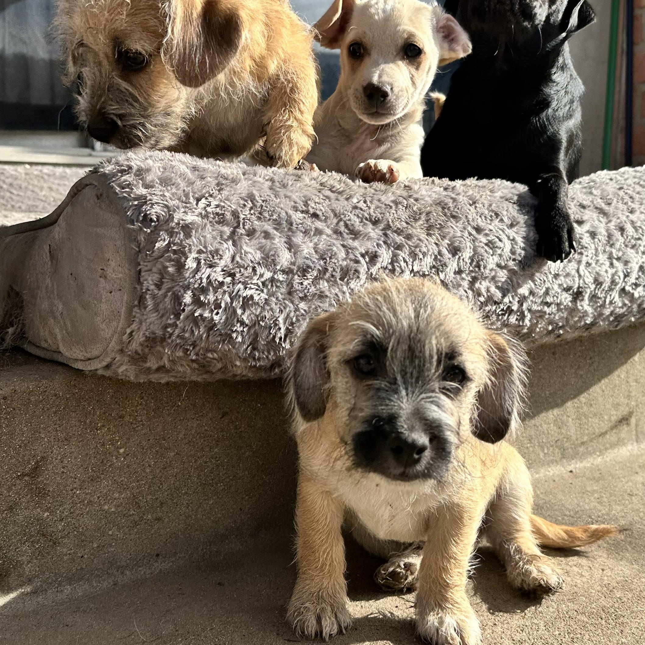 Enlarge Chucky, a Adoptable mixed breed in Sun Valley, CA image 6/6