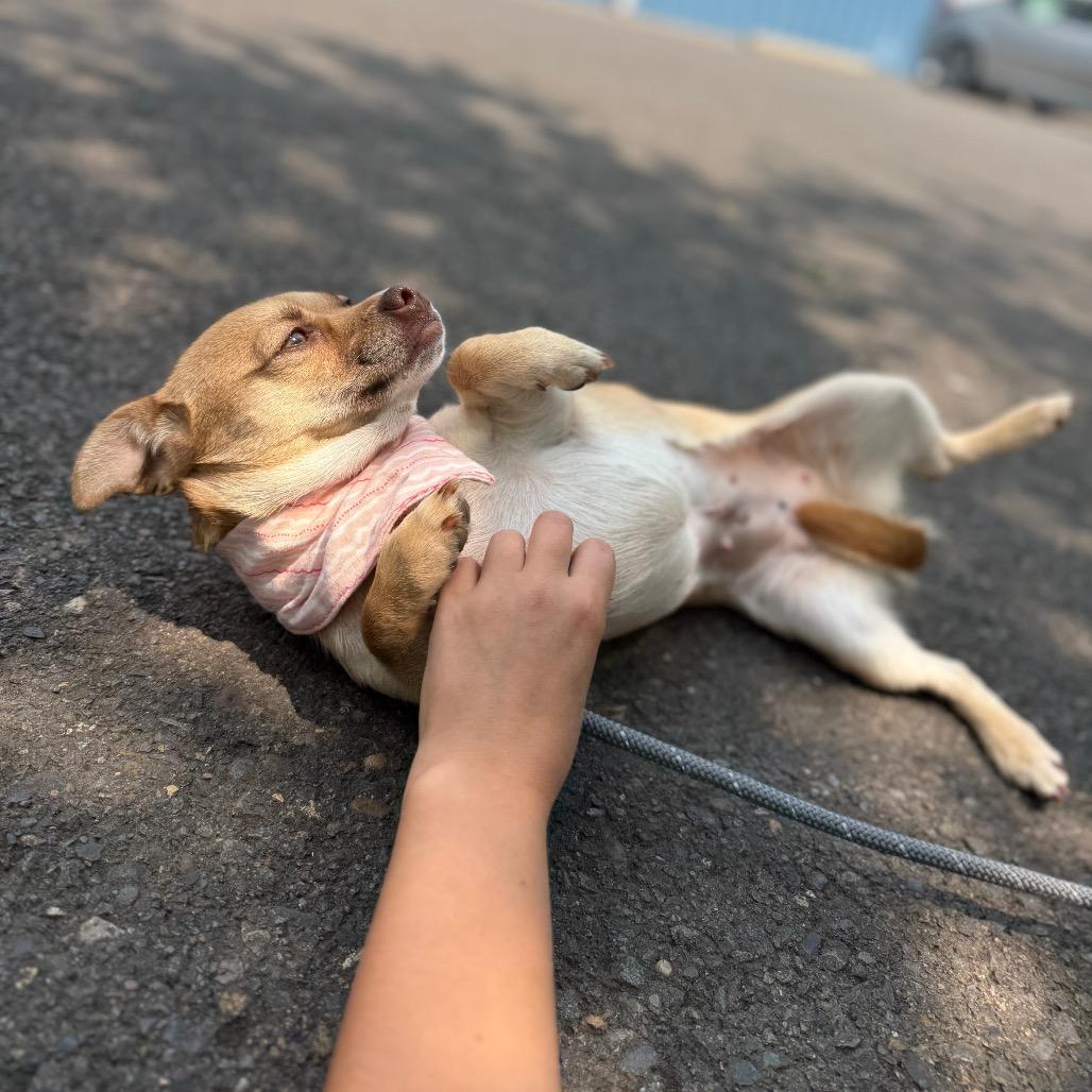 Ebony, Adoptable, Adult Female Chihuahua.