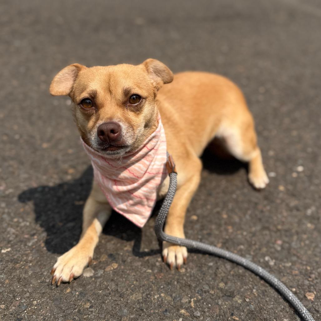Ebony, a Adoptable Chihuahua in Newberg, OR image 2/6