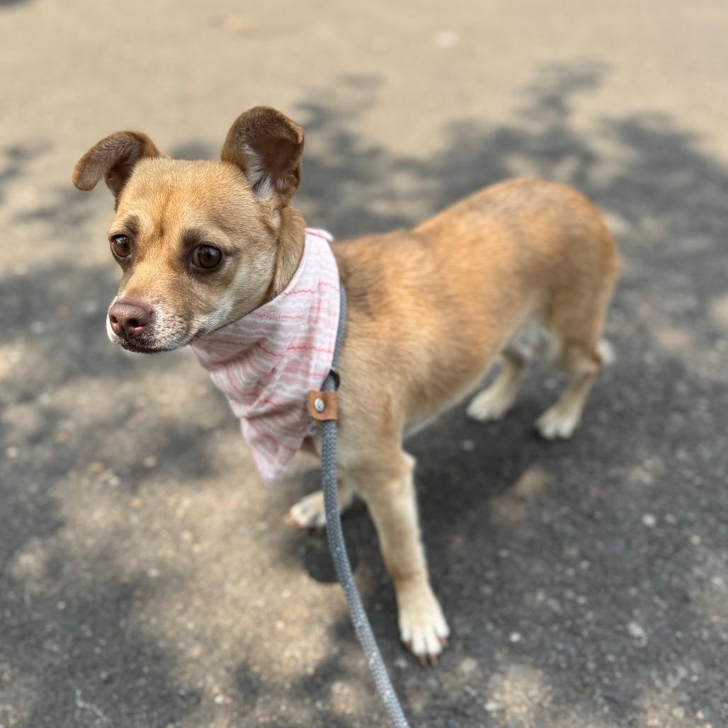 Ebony, a Adoptable Chihuahua in Newberg, OR image 3/6