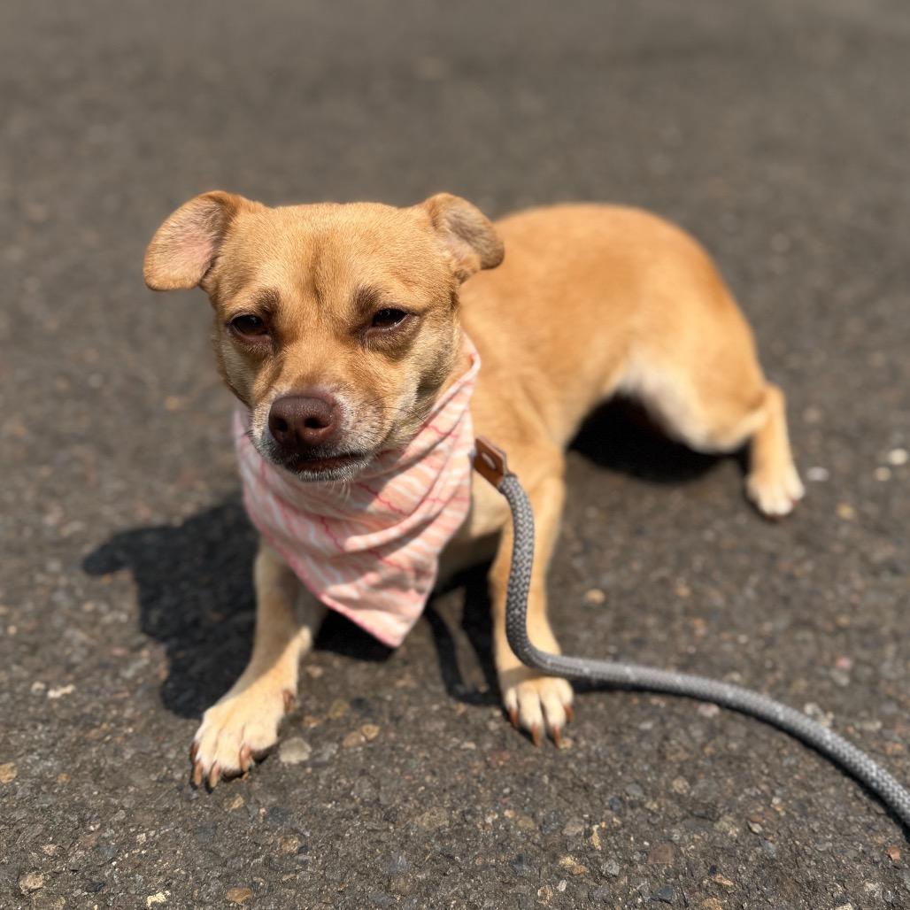 Ebony, a Adoptable Chihuahua in Newberg, OR image 5/6