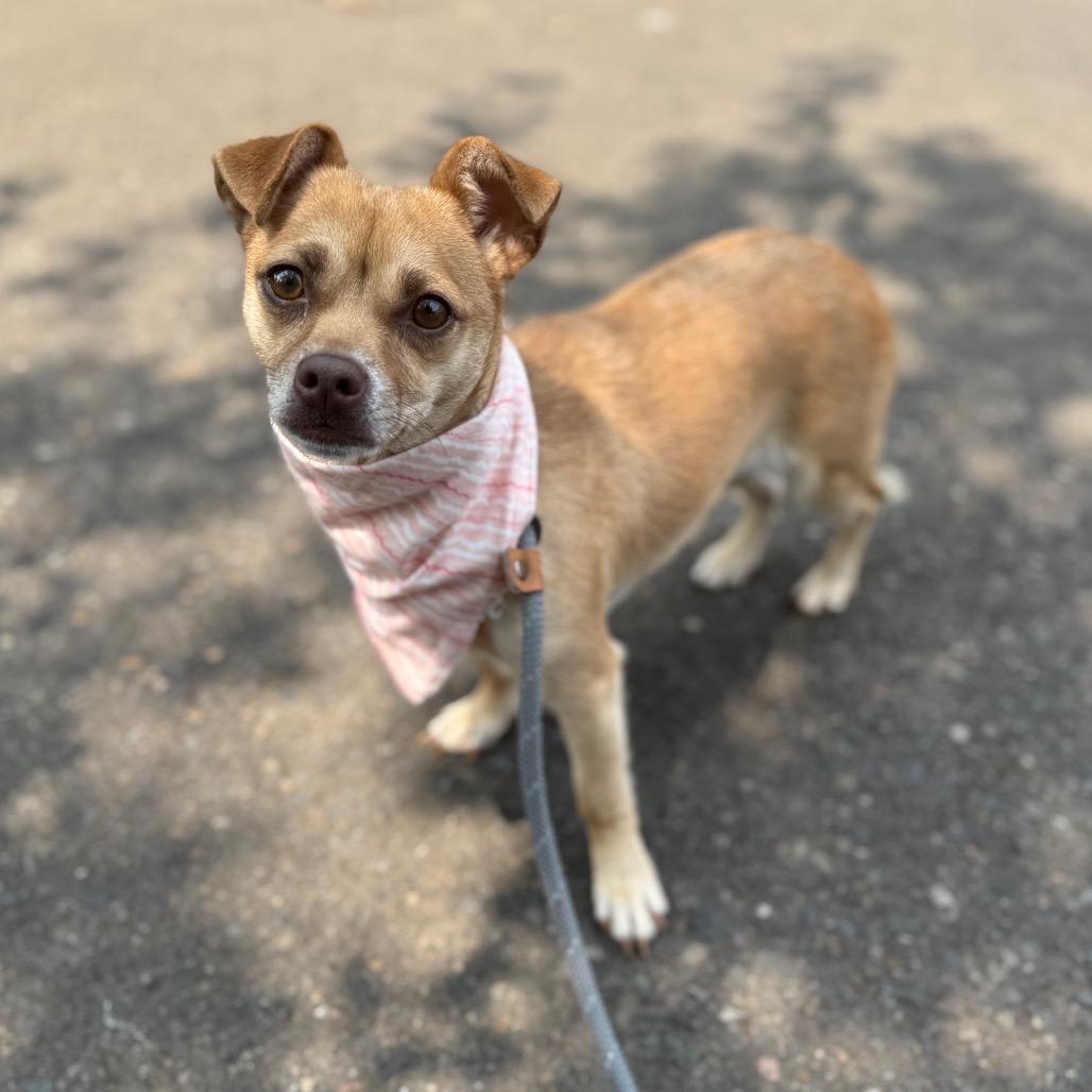 Ebony, a Adoptable Chihuahua in Newberg, OR image 6/6