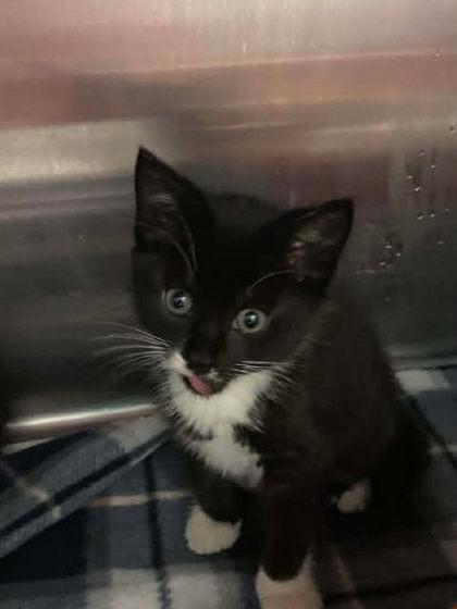 Cline, Adoptable, Adult Female Domestic Short Hair & Domestic Short Hair.