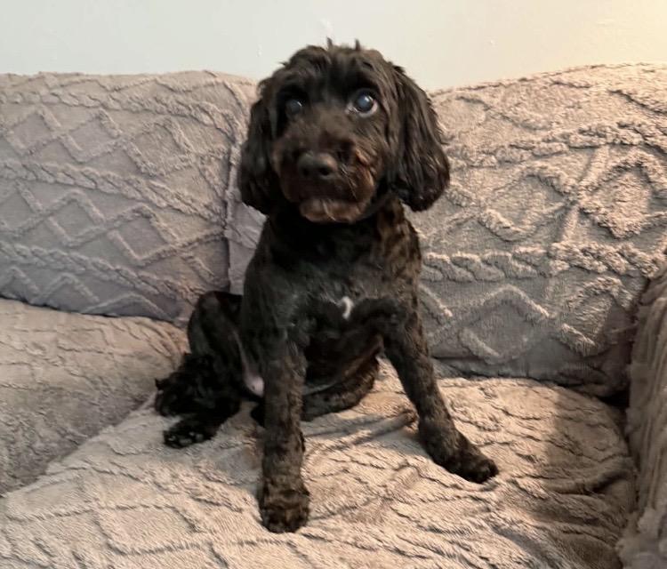 Enlarge Joey, a Adoptable Cockapoo in Ravenna, OH image 4/5