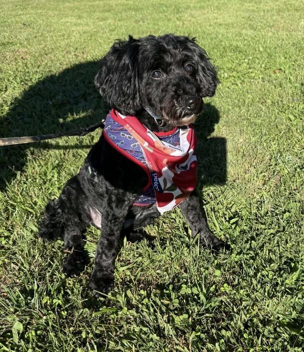 Enlarge Joey, a Adoptable Cockapoo in Ravenna, OH image 1/5