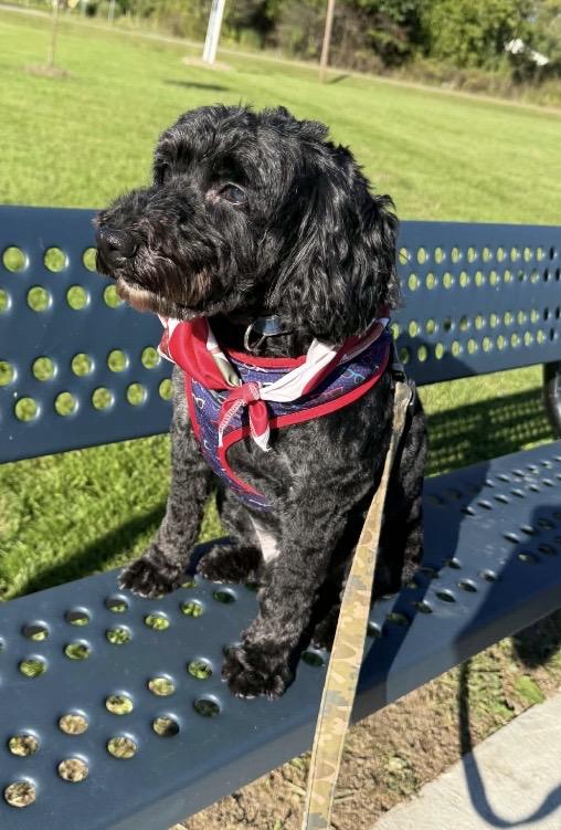 Enlarge Joey, a Adoptable Cockapoo in Ravenna, OH image 2/5
