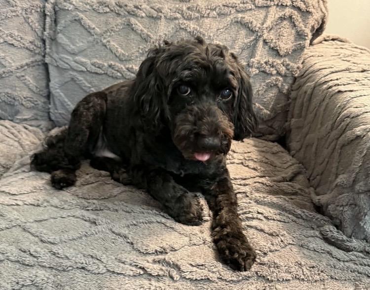 Enlarge Joey, a Adoptable Cockapoo in Ravenna, OH image 5/5