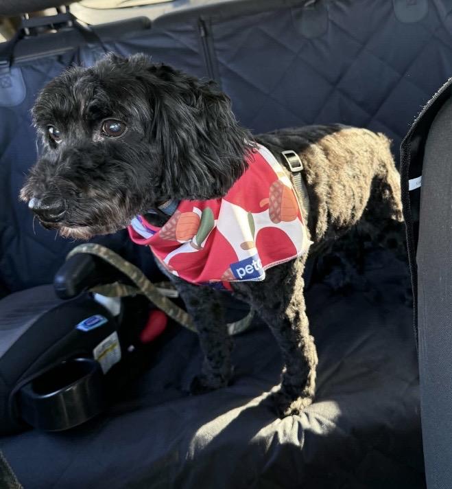 Enlarge Joey, a Adoptable Cockapoo in Ravenna, OH image 3/5