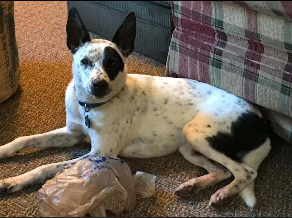 Remy, ADOPTABLE, Adult Male Australian Cattle Dog / Blue Heeler & Border Collie.