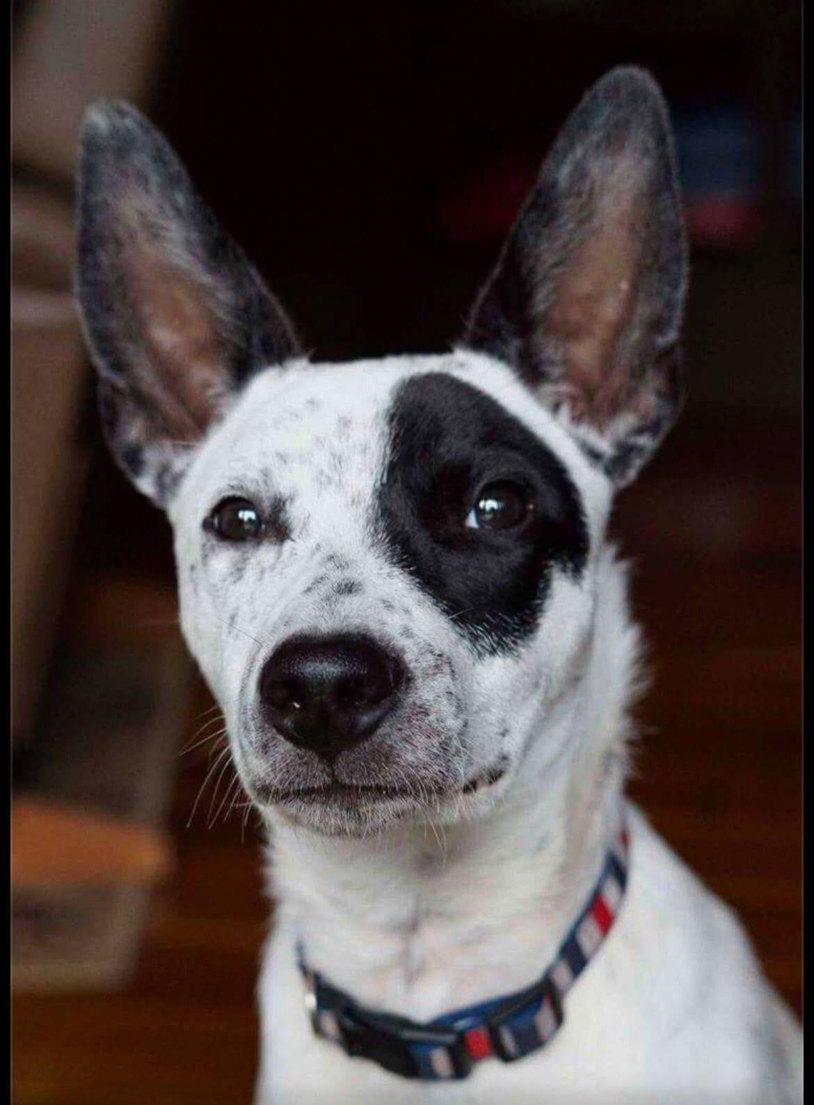 Enlarge Remy, a ADOPTABLE mixed breed in Kincaid, IL image 3/3