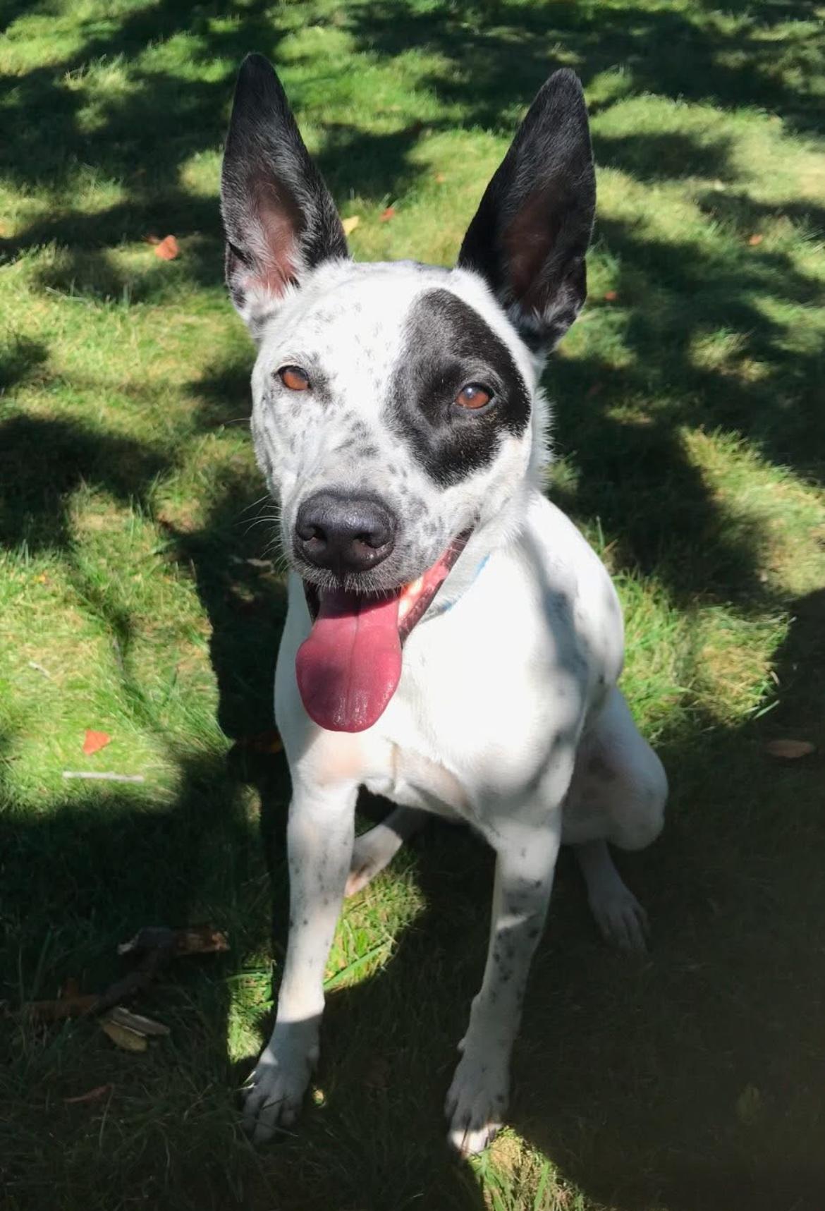 Enlarge Remy, a ADOPTABLE mixed breed in Kincaid, IL image 2/3