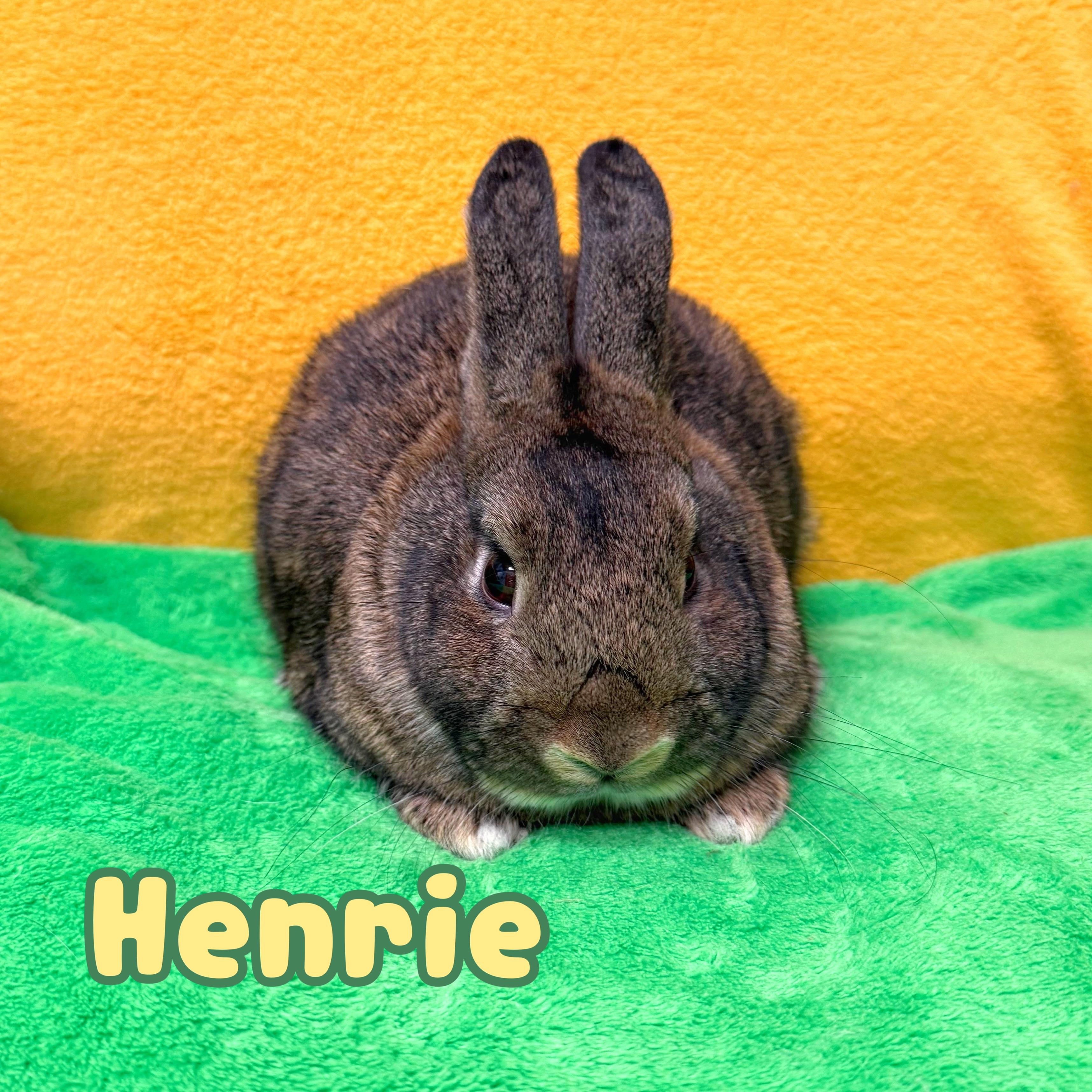 Henrie, adopted, Young Male Bunny Rabbit.