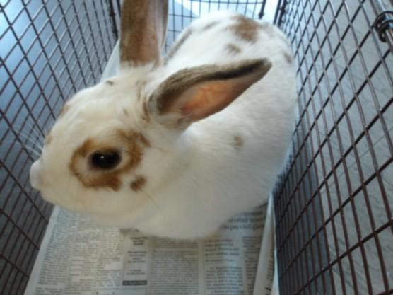 CARAMEL, Adoptable, Adult Female American.