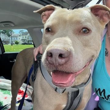 Apollo, a Adoptable Mixed Breed in FLEETWOOD, PA image 2/6