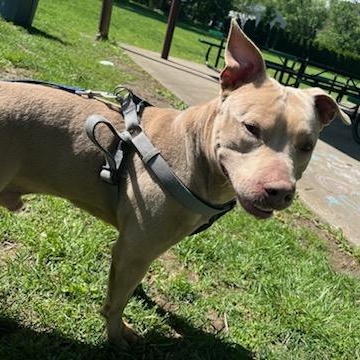 Apollo, a Adoptable Mixed Breed in FLEETWOOD, PA image 4/6