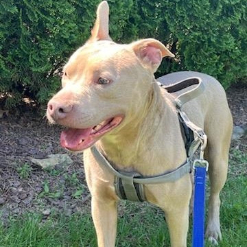 Apollo, a Adoptable Mixed Breed in FLEETWOOD, PA image 1/6