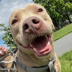 Apollo, a Adoptable Mixed Breed in FLEETWOOD, PA image 3/6