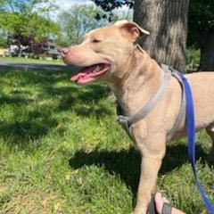 Apollo, a Adoptable Mixed Breed in FLEETWOOD, PA image 5/6