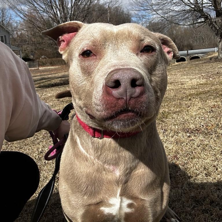 Apollo, a Adoptable Mixed Breed in FLEETWOOD, PA image 6/6