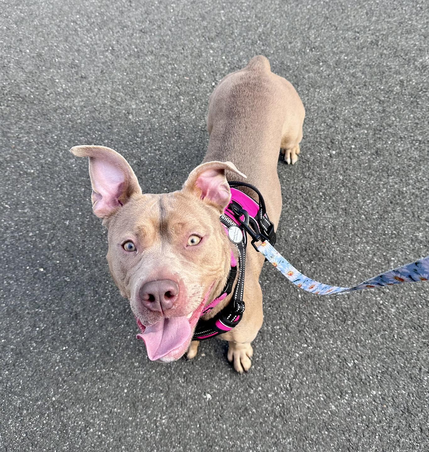 Lola, a Adoptable Pit Bull Terrier in Northport, NY image 2/6