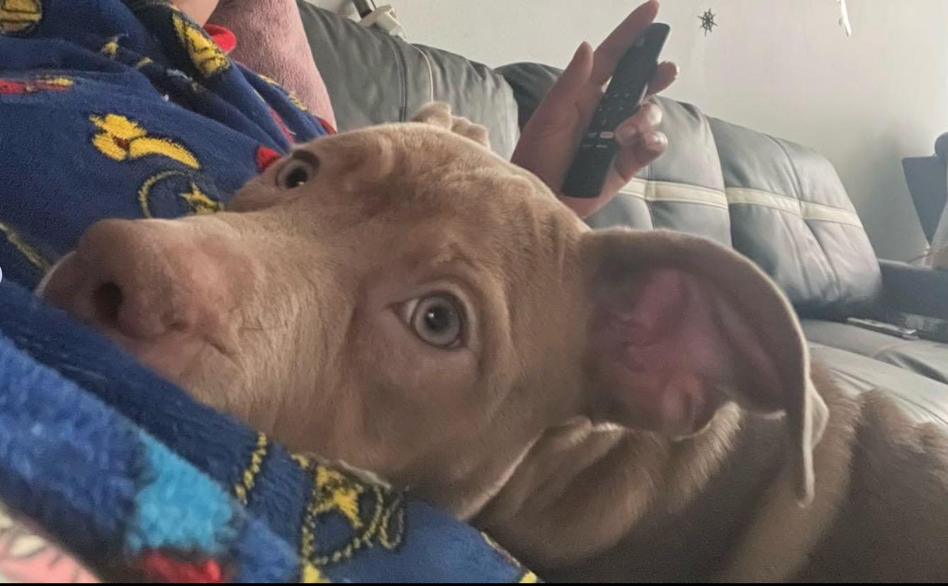 Lola, a Adoptable Pit Bull Terrier in Northport, NY image 6/6