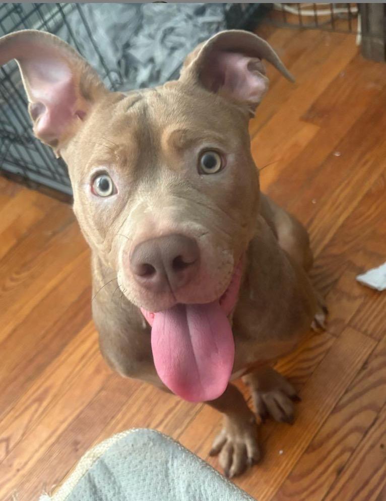 Lola, a Adoptable Pit Bull Terrier in Northport, NY image 5/6