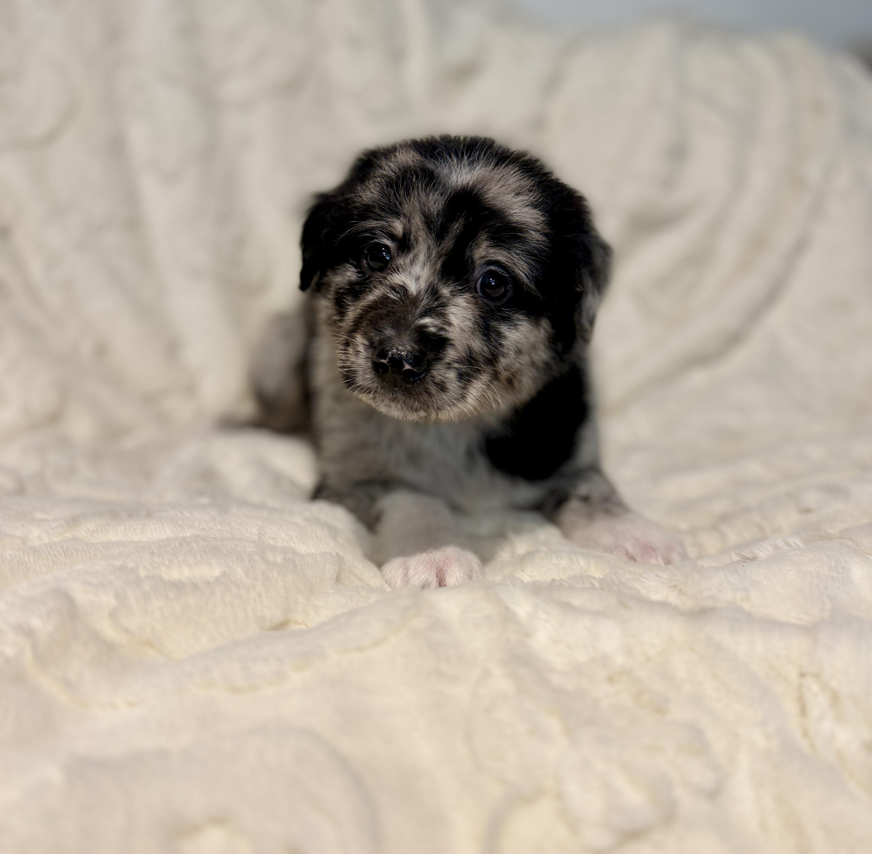 Enlarge Remi, a ADOPTABLE mixed breed in Hales corners, WI image 3/3