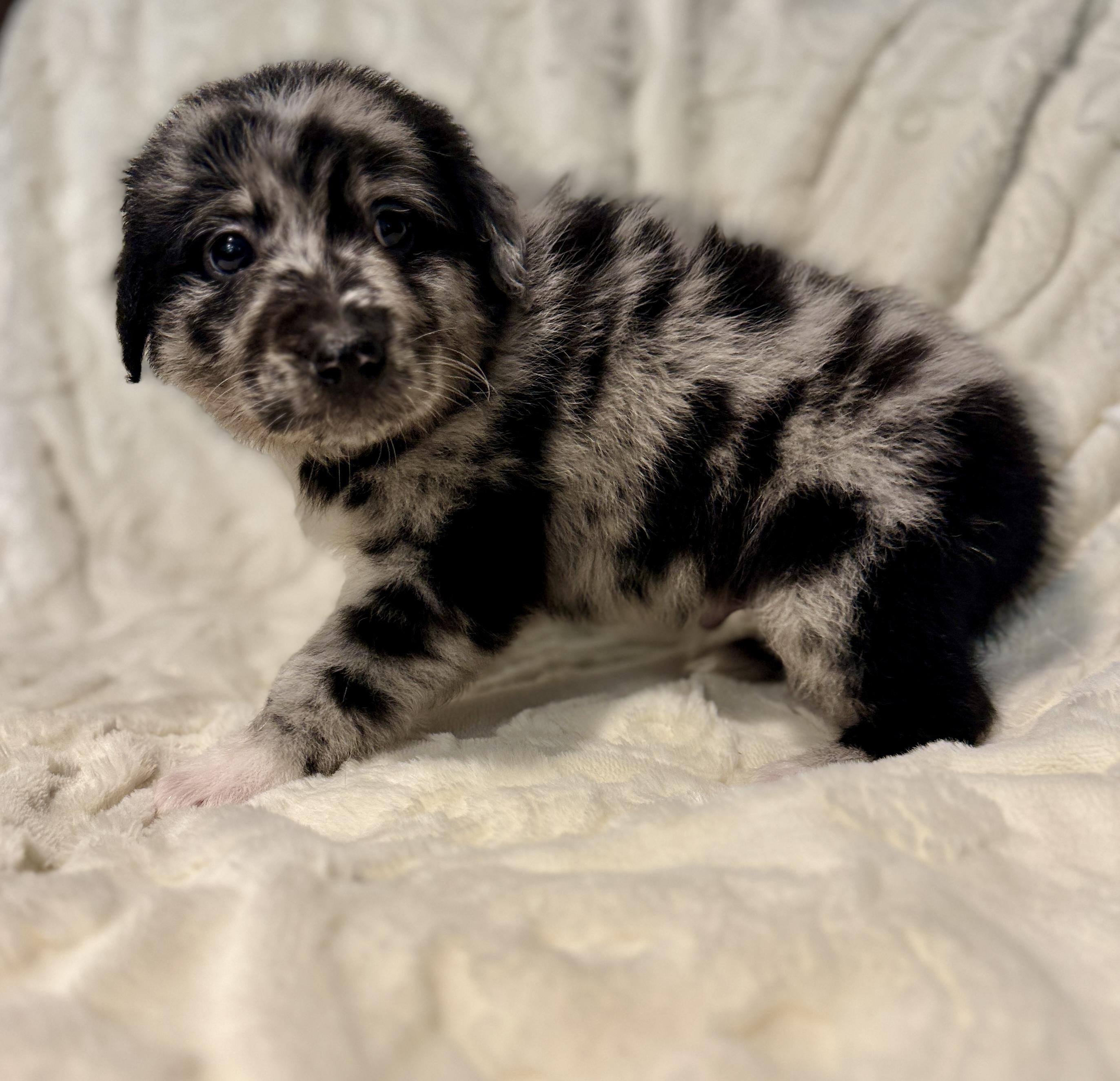 Enlarge Remi, a ADOPTABLE mixed breed in Hales corners, WI image 1/3