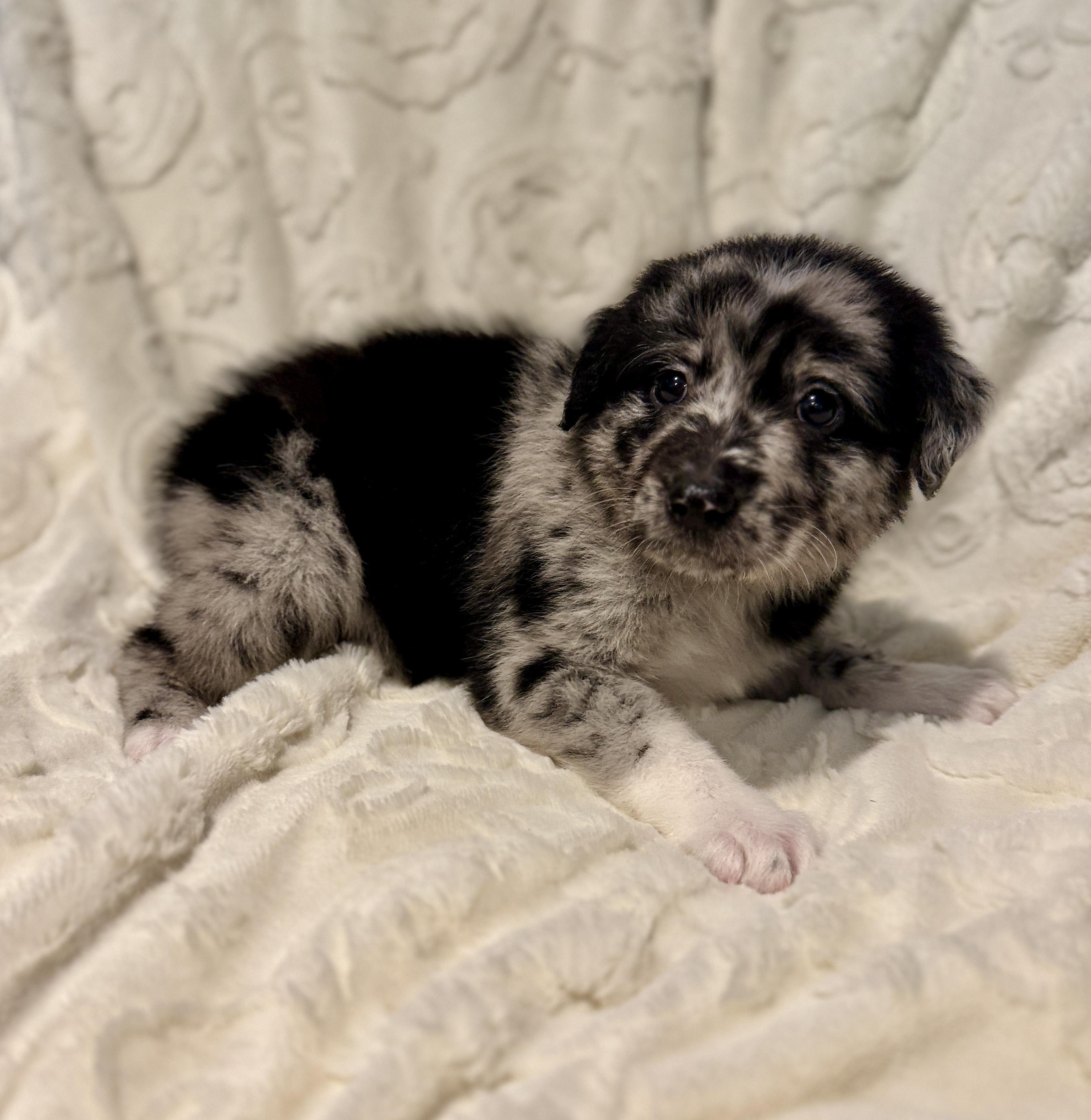 Enlarge Remi, a ADOPTABLE mixed breed in Hales corners, WI image 2/3