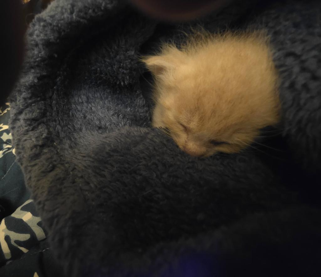 Ameretto, Adoptable, Kitten Male Domestic Short Hair.