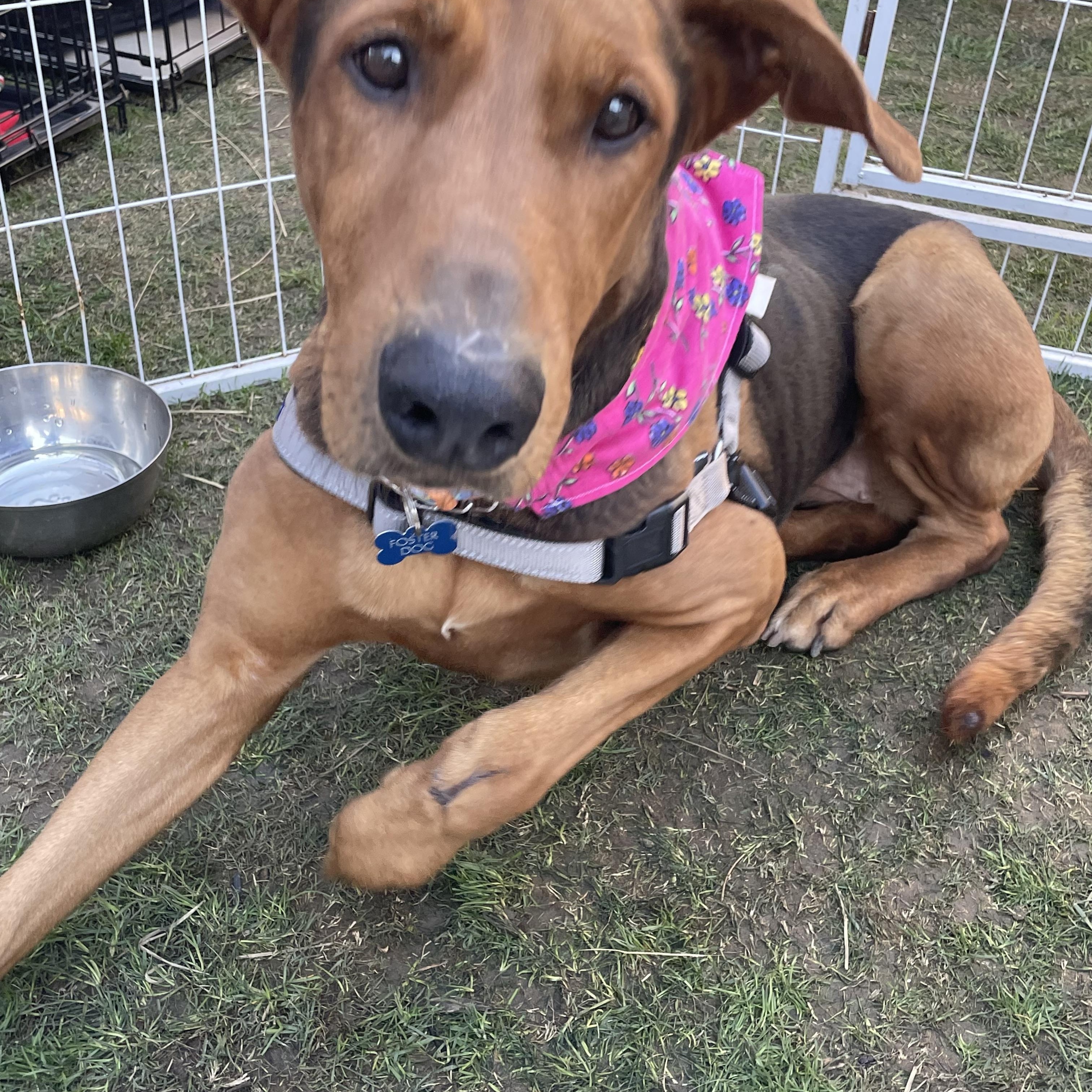 Enlarge Jackie, a ADOPTABLE mixed breed in Inglewood, CA image 2/5