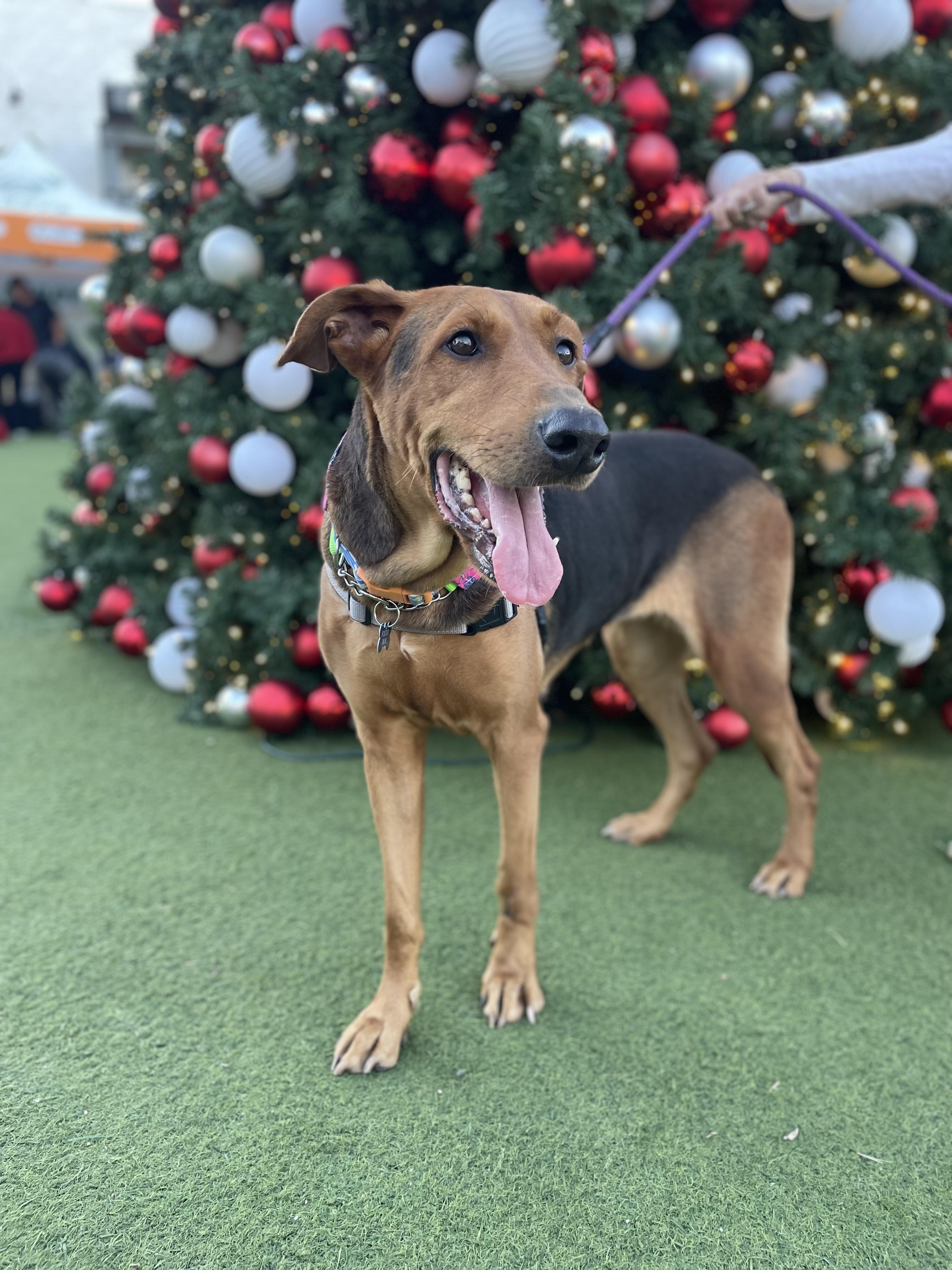 Enlarge Jackie, a ADOPTABLE mixed breed in Inglewood, CA image 3/5