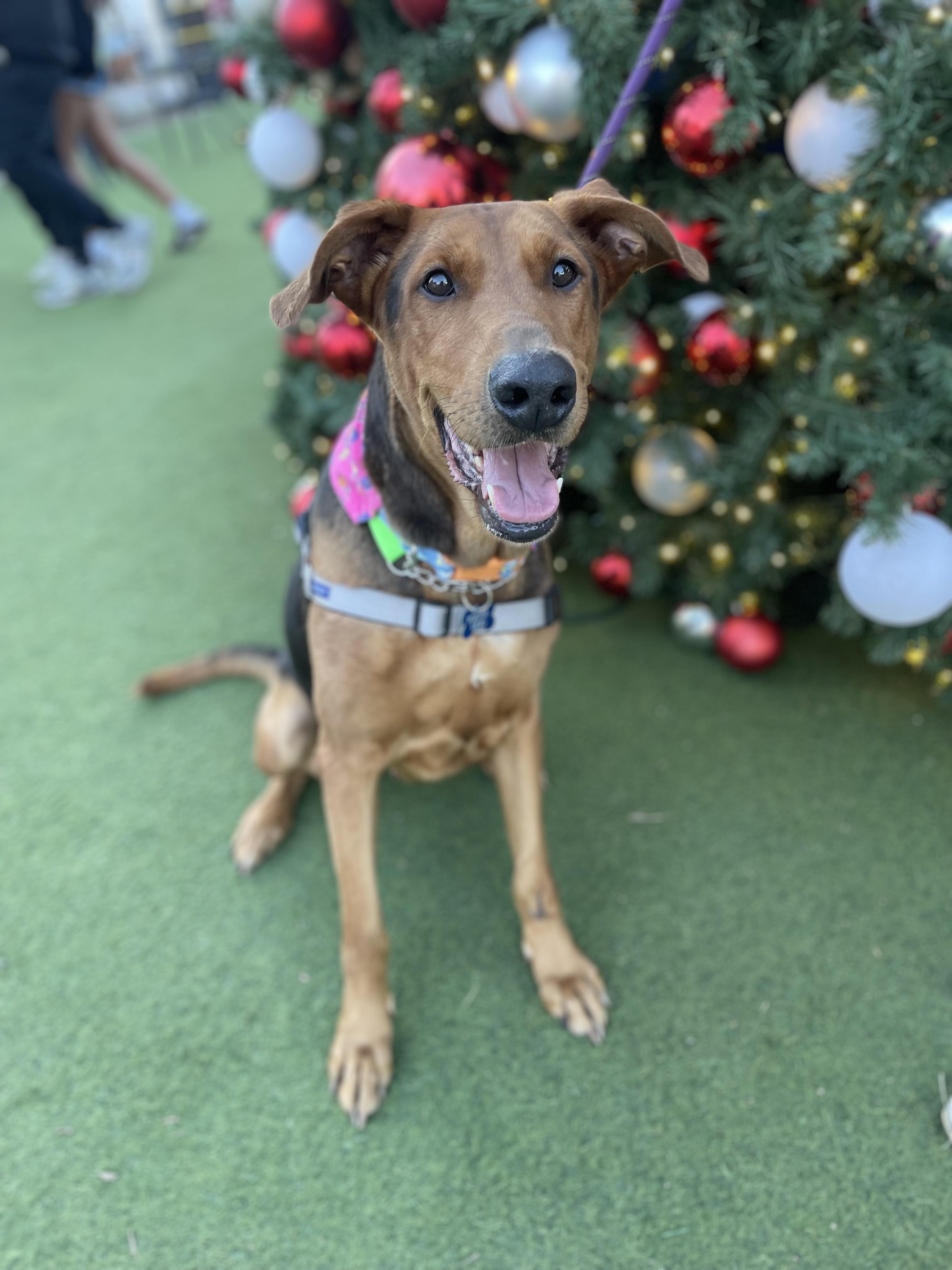 Jackie, ADOPTABLE, Young Female German Shepherd Dog & Doberman Pinscher.