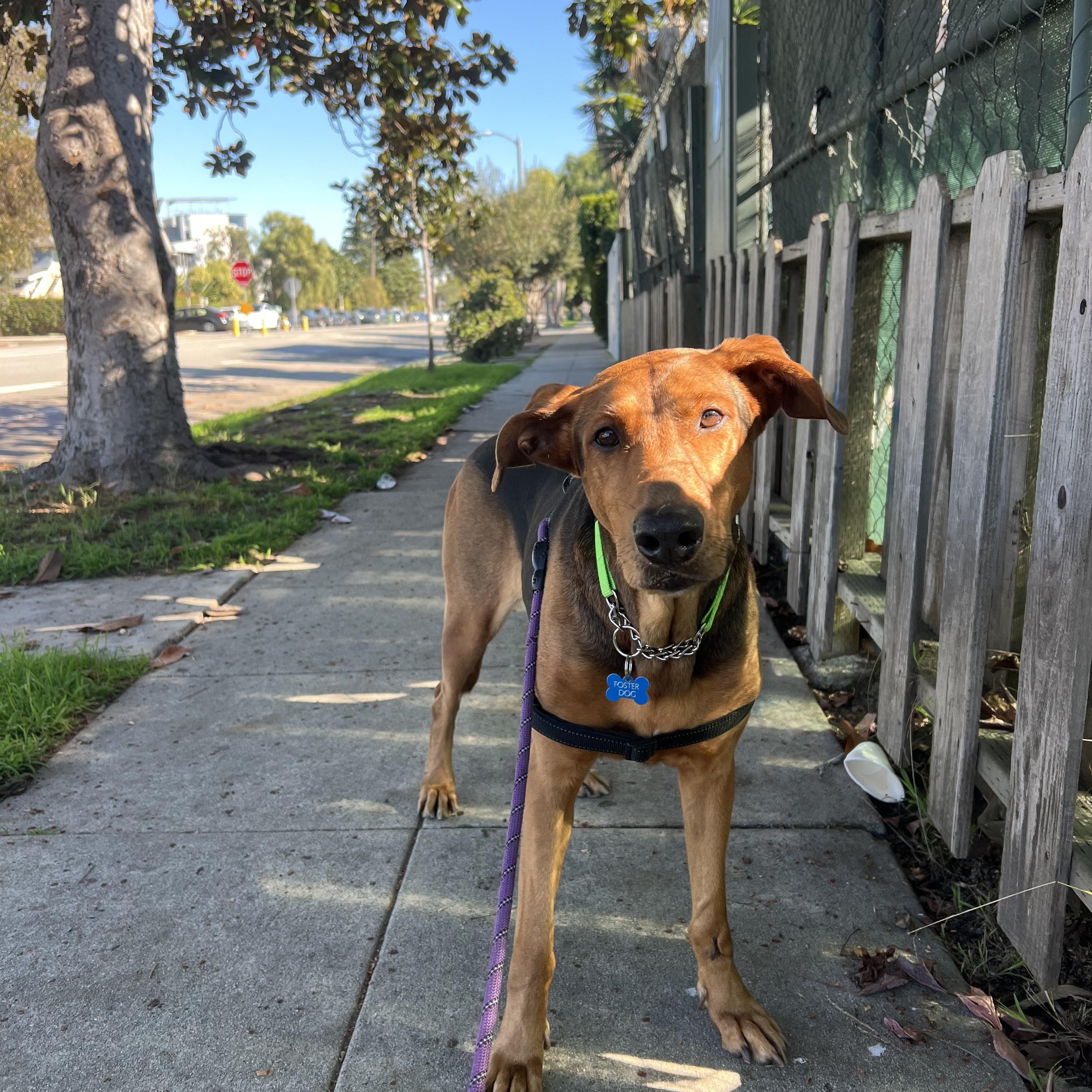 Enlarge Jackie, a ADOPTABLE mixed breed in Inglewood, CA image 4/5